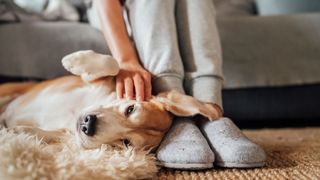 Pet laying on the floor being stroked by a person