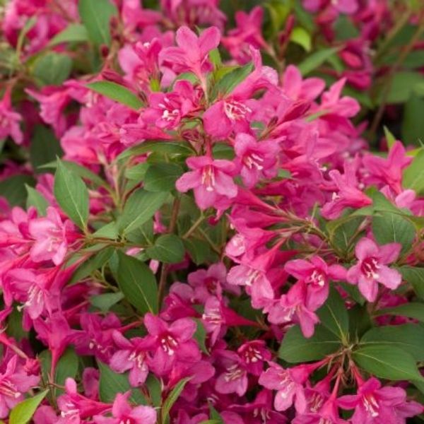 Sonic Bloom&amp;reg; Pink Reblooming Weigela