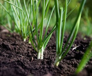 Green onions growing in a vegetable garden