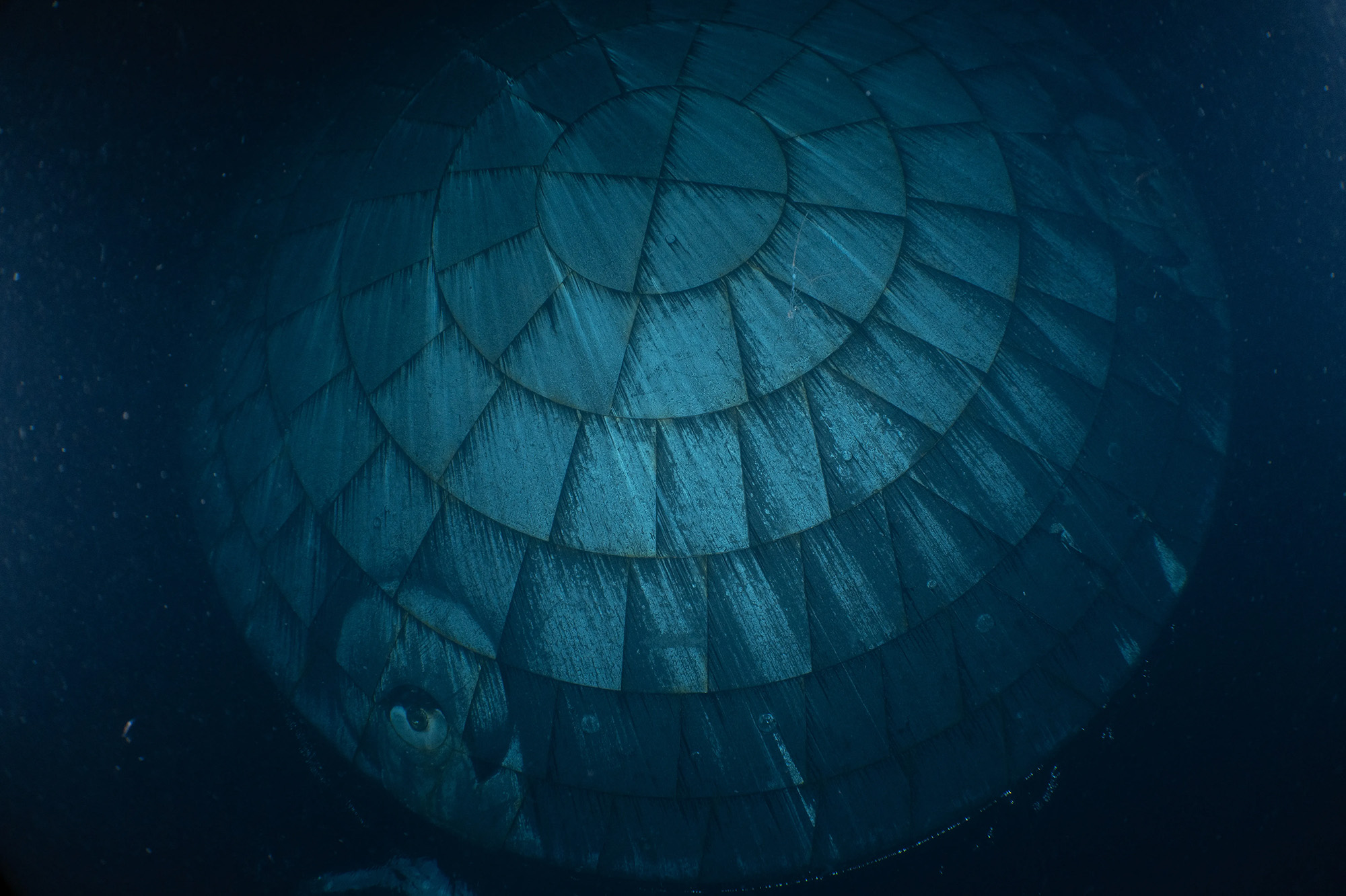 Underwater image of Artemis II heat shield 