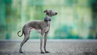 Easiest dog breeds