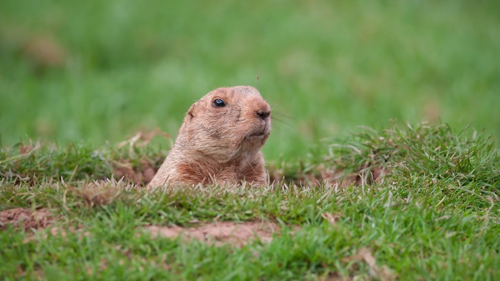 7 ways to get rid of groundhogs without hurting them | Tom's Guide