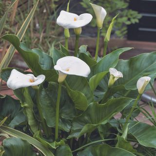 White cala lillies in garden