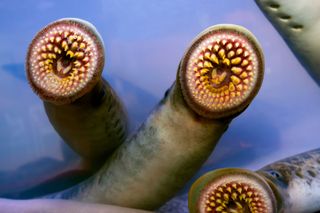 three lampreys on a blue background with their jaws showing with multiple rows of teeth