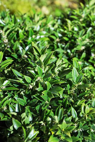 close up of Sweet box shrub