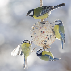 Little birds feeding on bird feeder with suet fat ball. Blue tit and Great tit. Winter time - stock photo.
