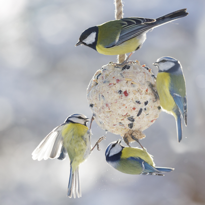 Little birds feeding on bird feeder with suet fat ball. Blue tit and Great tit. Winter time - stock photo.
