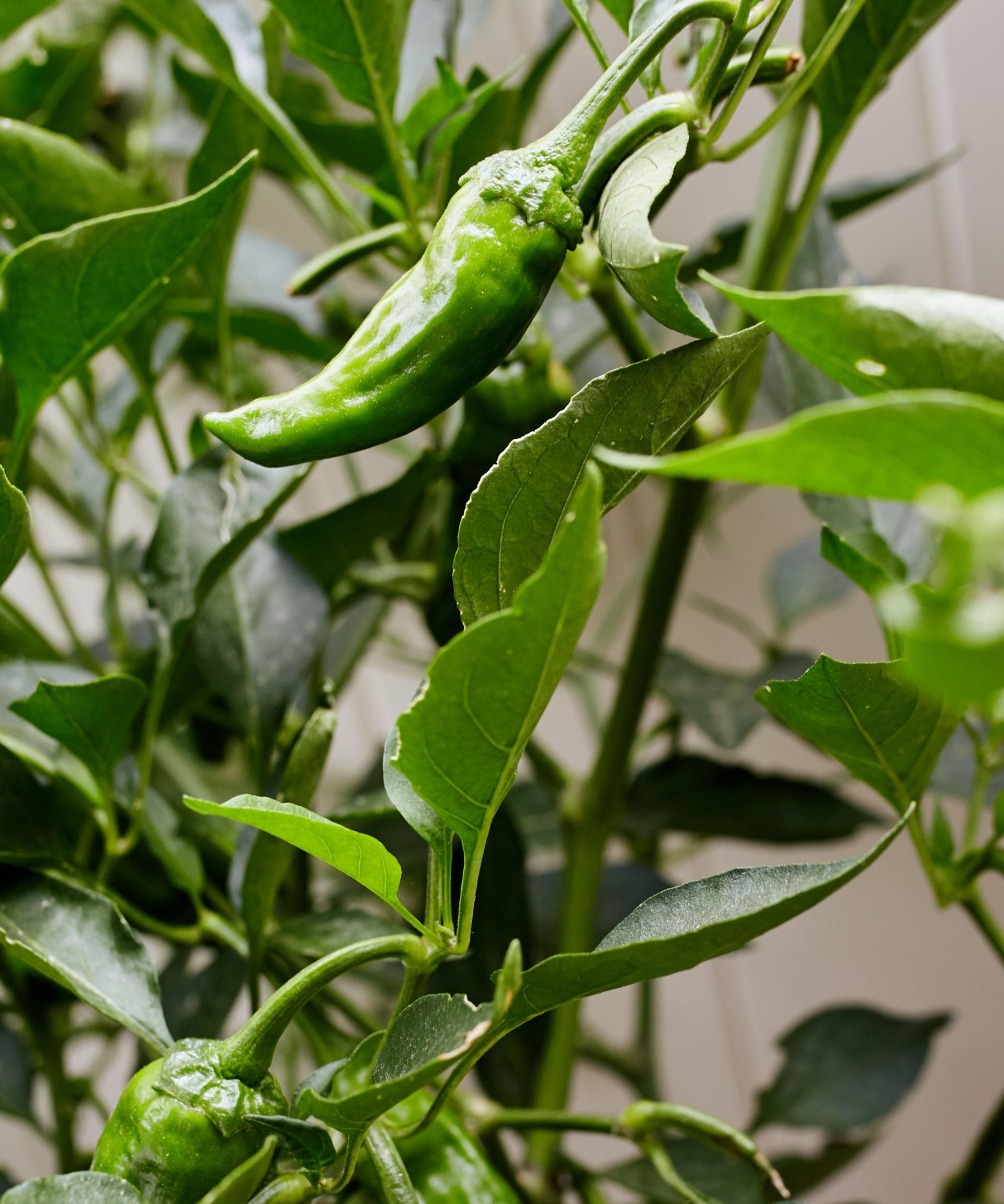 Green shishito peppers growing on a plant in a backyard