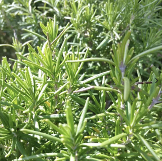 tuscan rosemary