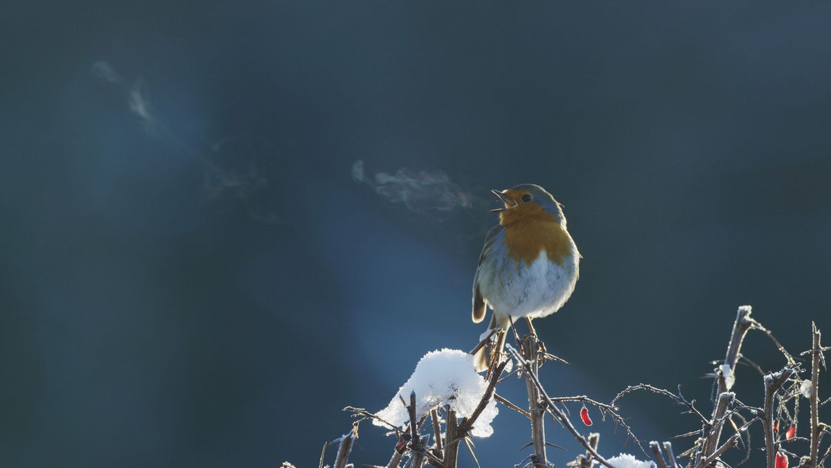 Attenborough&#039;s Wonder of Song