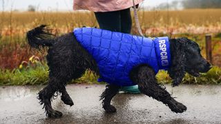 Dog on a walk wearing RSPCA-branded jacket in electric blue