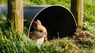 Small rabbit in black tunnel