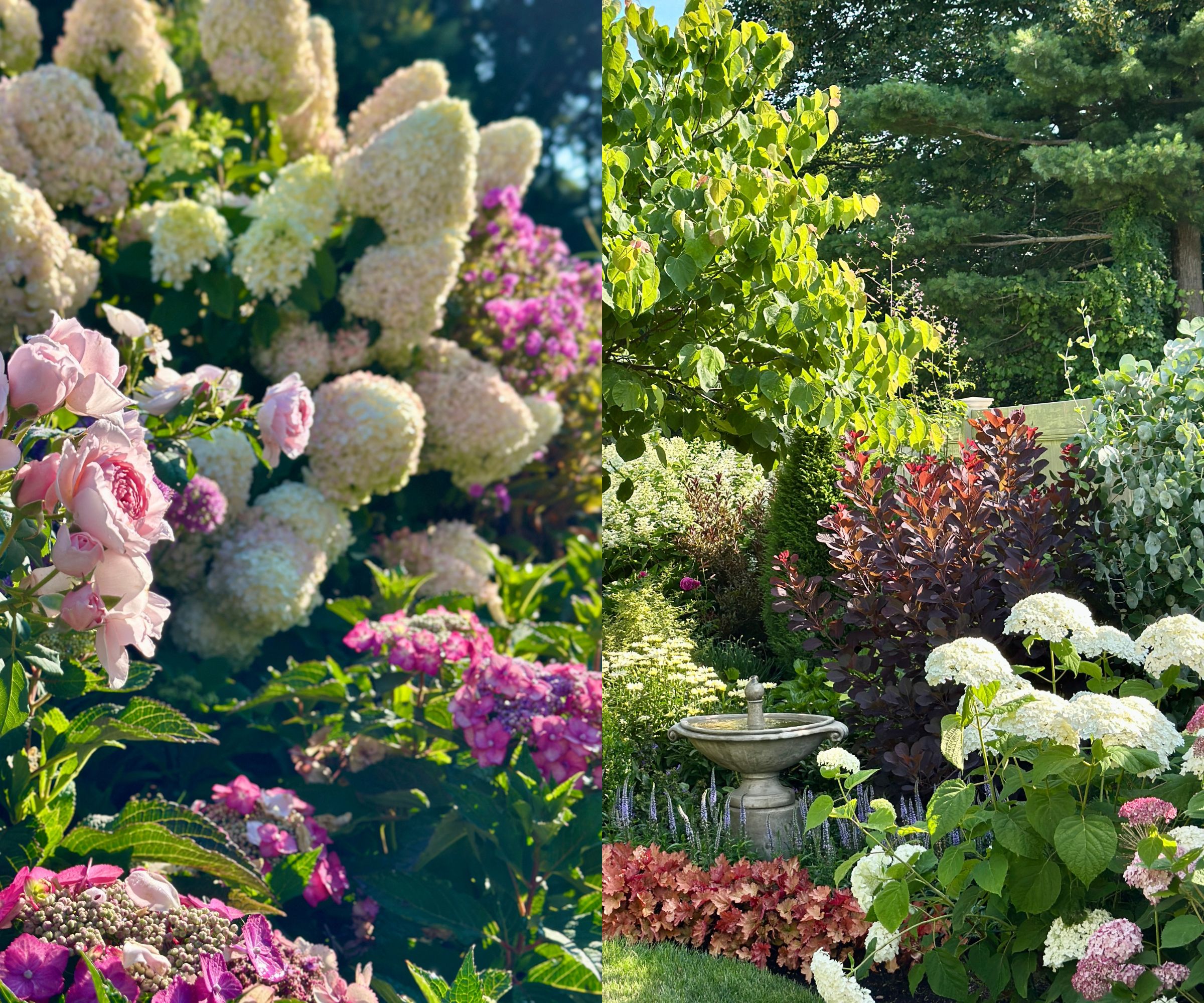 Grow For Me Gardening hydrangeas in borders