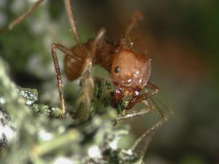 Photograph of a leaf-cutting ant (Atta colombica) worker tending the fungus garden.