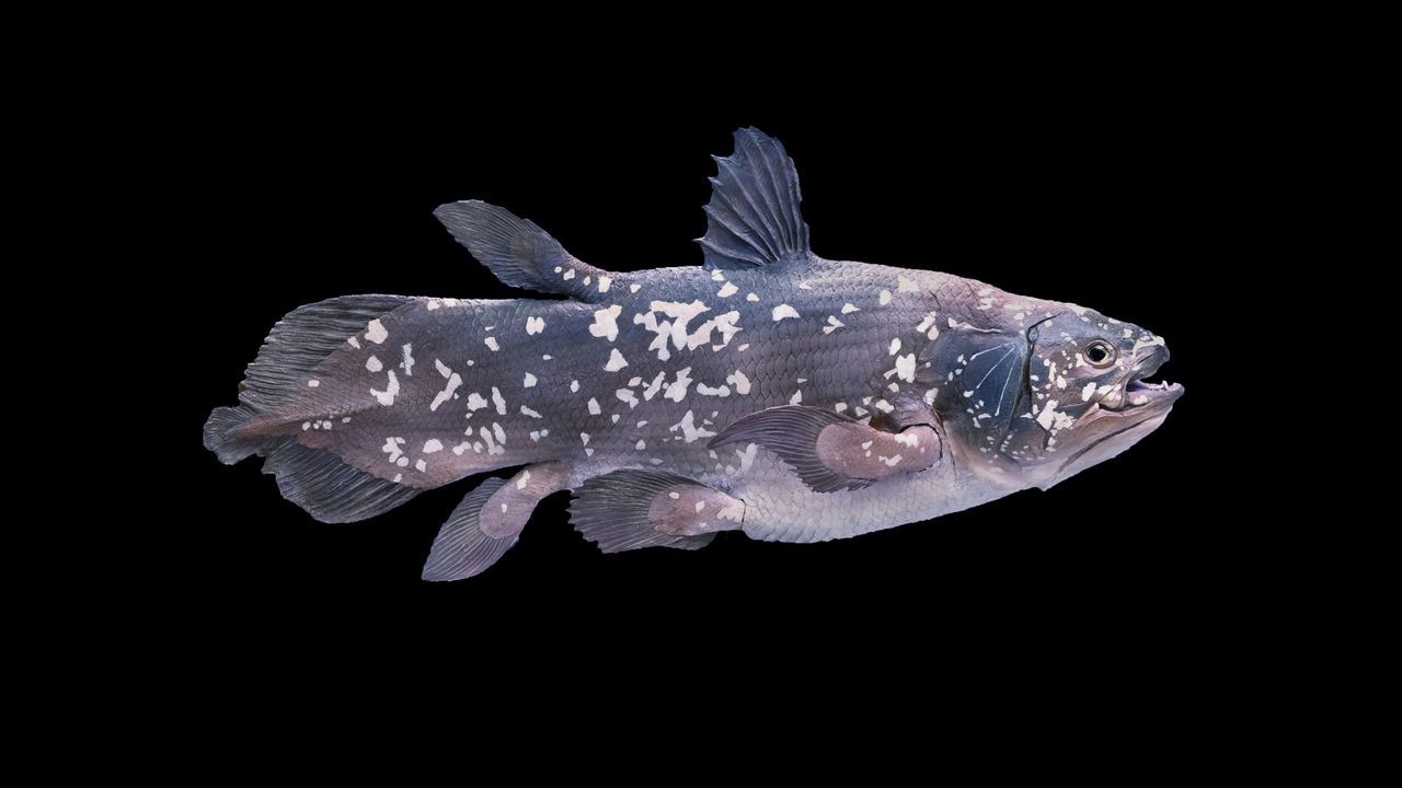 Coelacanth are called living fossils.