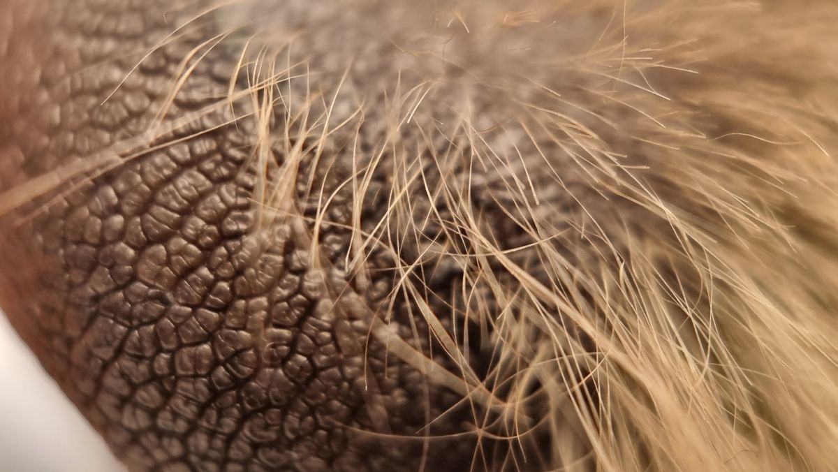 Moment Macro 10x lens review