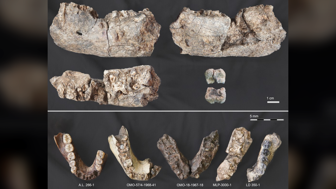 a series of hominin fossils against a black background