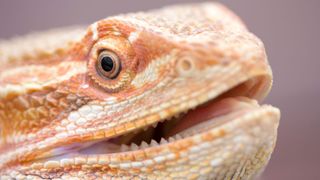 Bearded dragon close up with mouth open