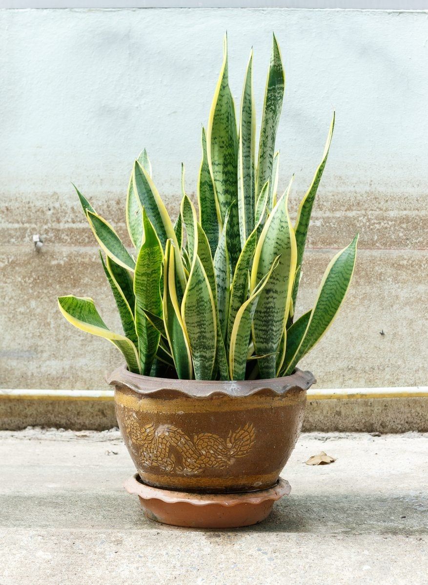 snake plant