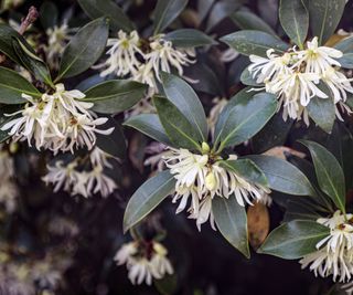 flowering Harlequin glory bower tree