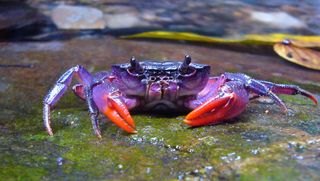 One of the newly discovered crab species, Insulamon palawanense, which is bright purple in color.