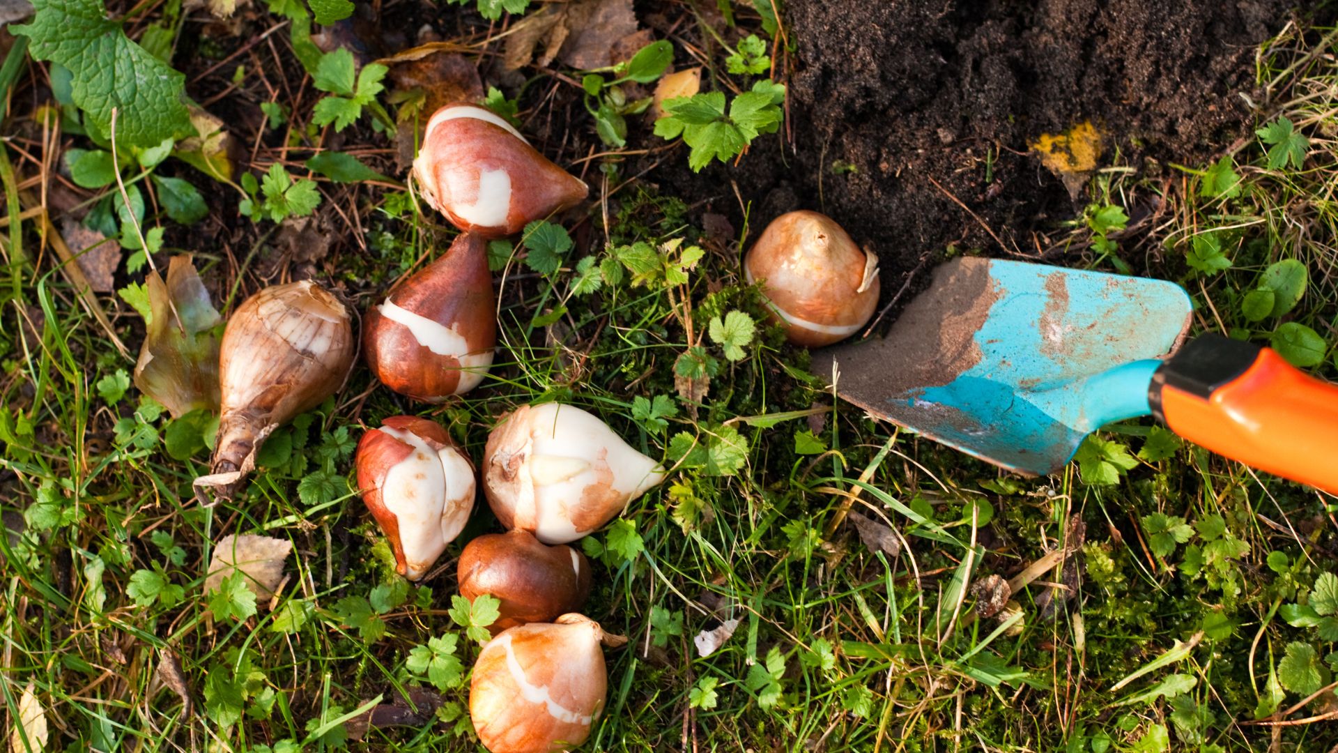 picture of spring bulbs on top of grass