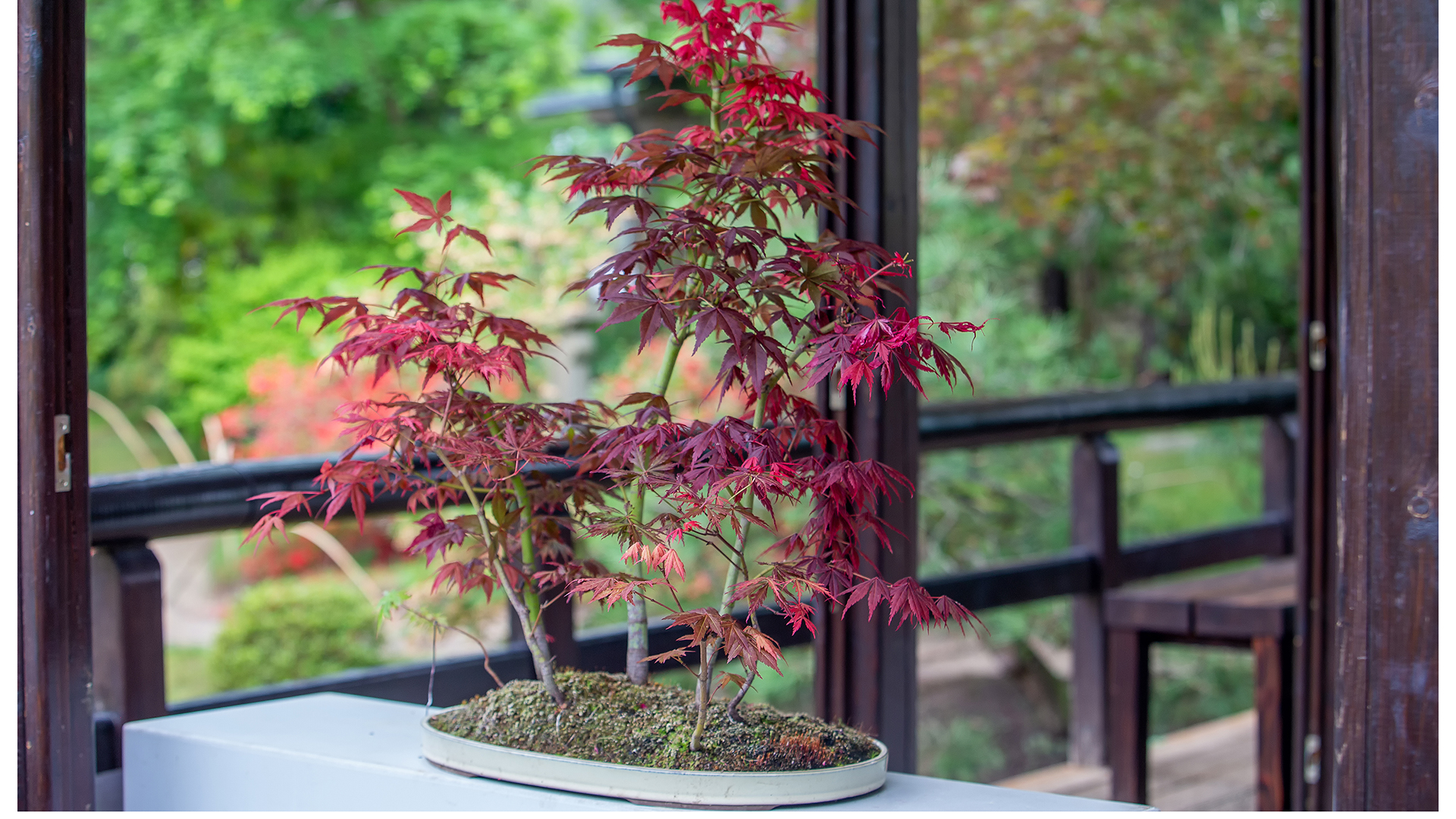 Japanese houseplant red acer tree