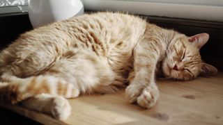 Orange cat sleeping on left side