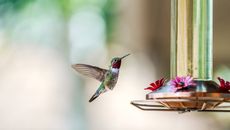 hummingbird hovering near a feeder