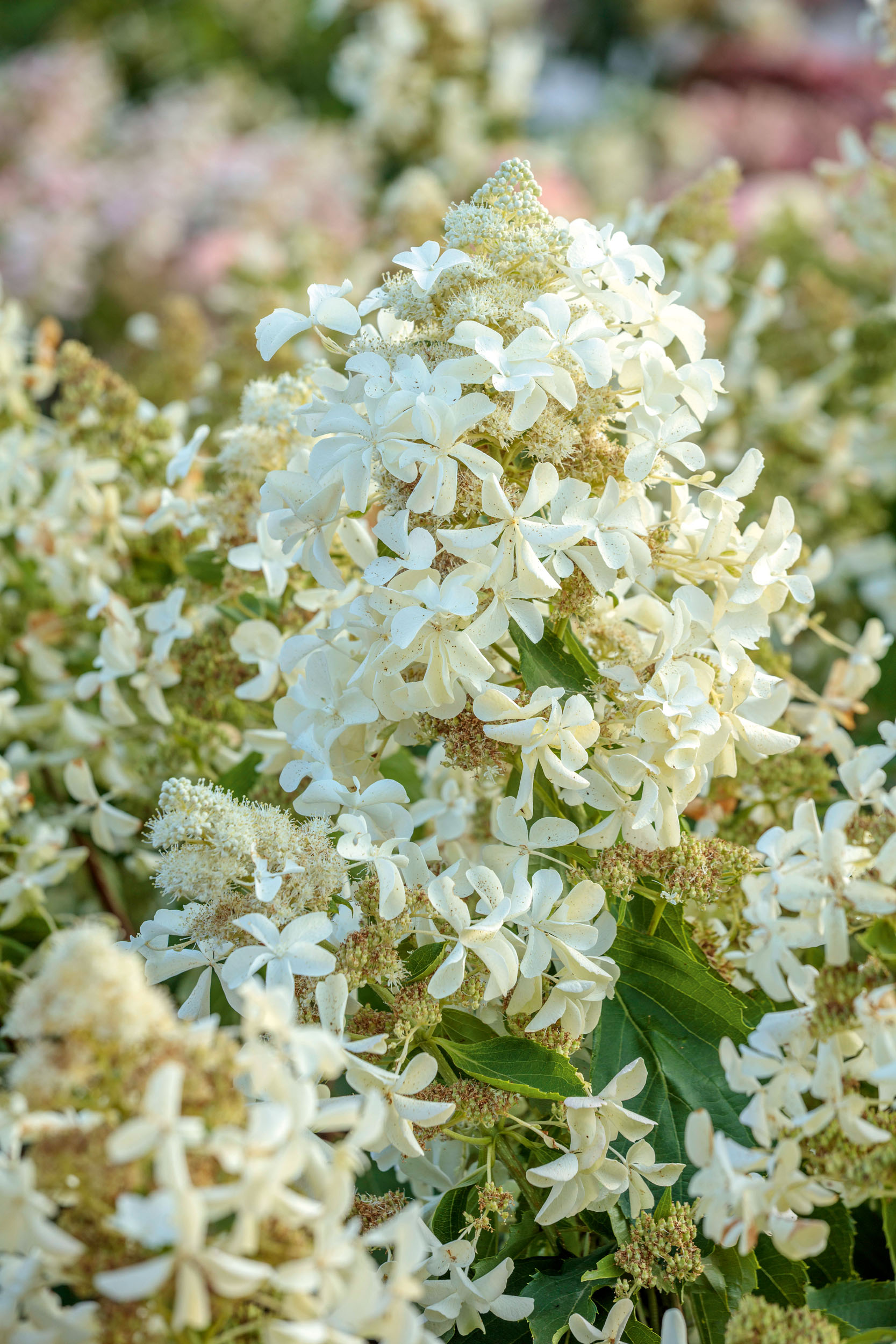 Hydrangeas at RHS Bridgewater