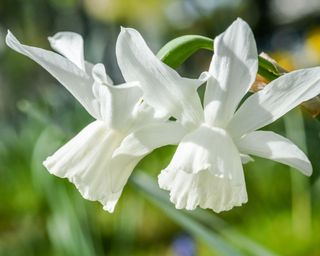 'Mount Hood' daffodil flowers