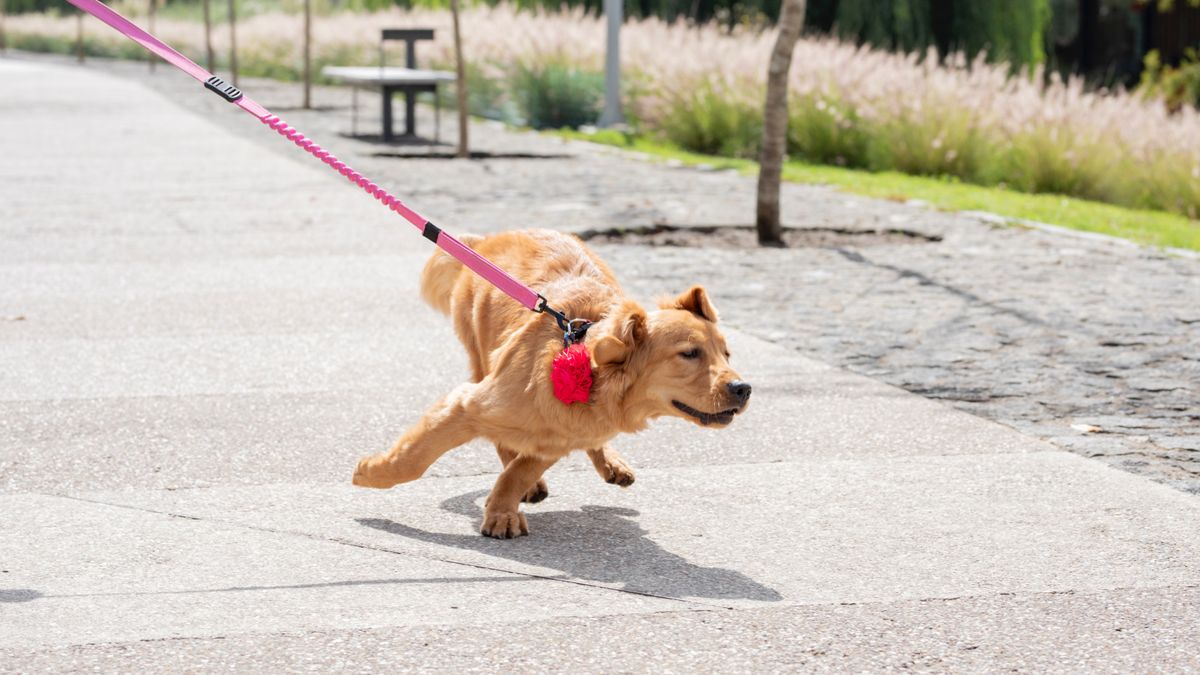 Dog pulling on leash