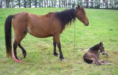 Soon-after-birth.jpg