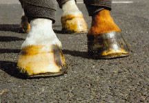 hoof.jpg
