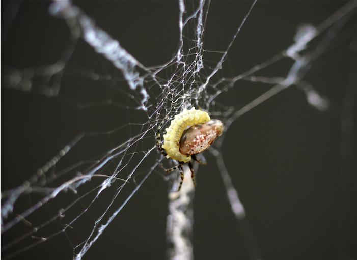 The larva kills the host spider.