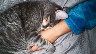 Cat purring and grasping owner's hand