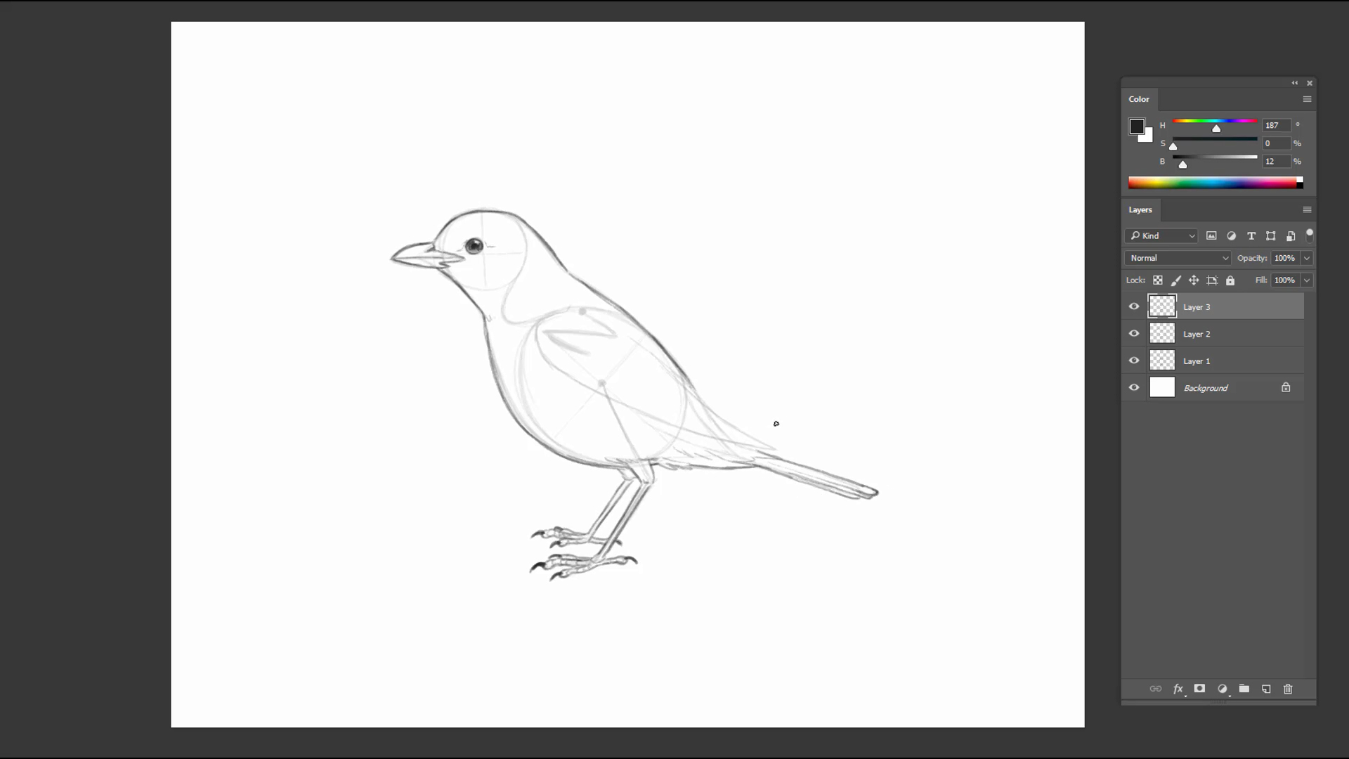 Pencil sketch of a bird