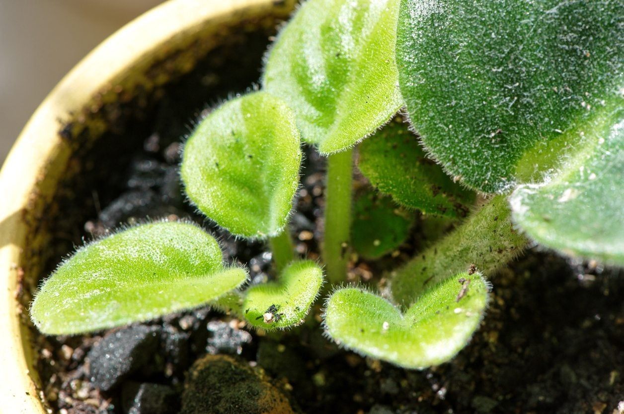 Potted African Violet Sucker About to be Divided