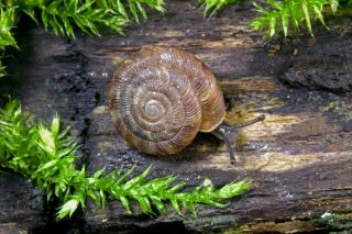 Rounded snail