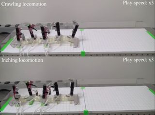 Caterpillar-Inspired Robot