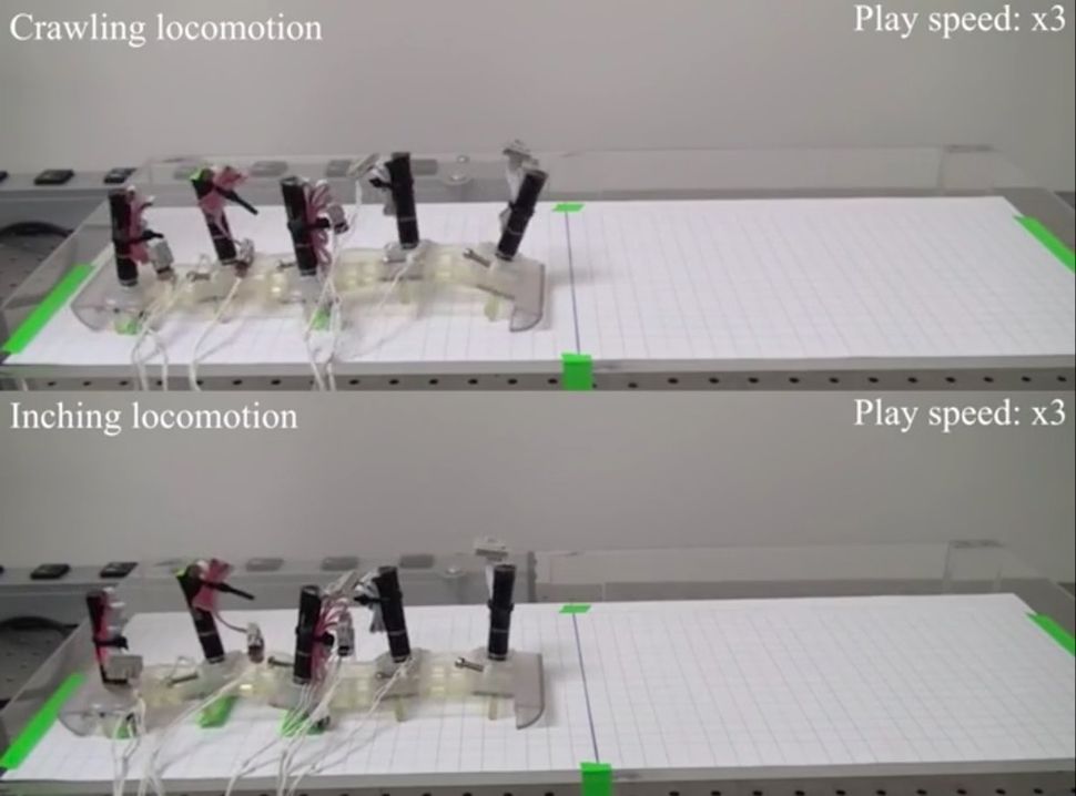 Caterpillar Robot Wriggles To Get Around Live Science