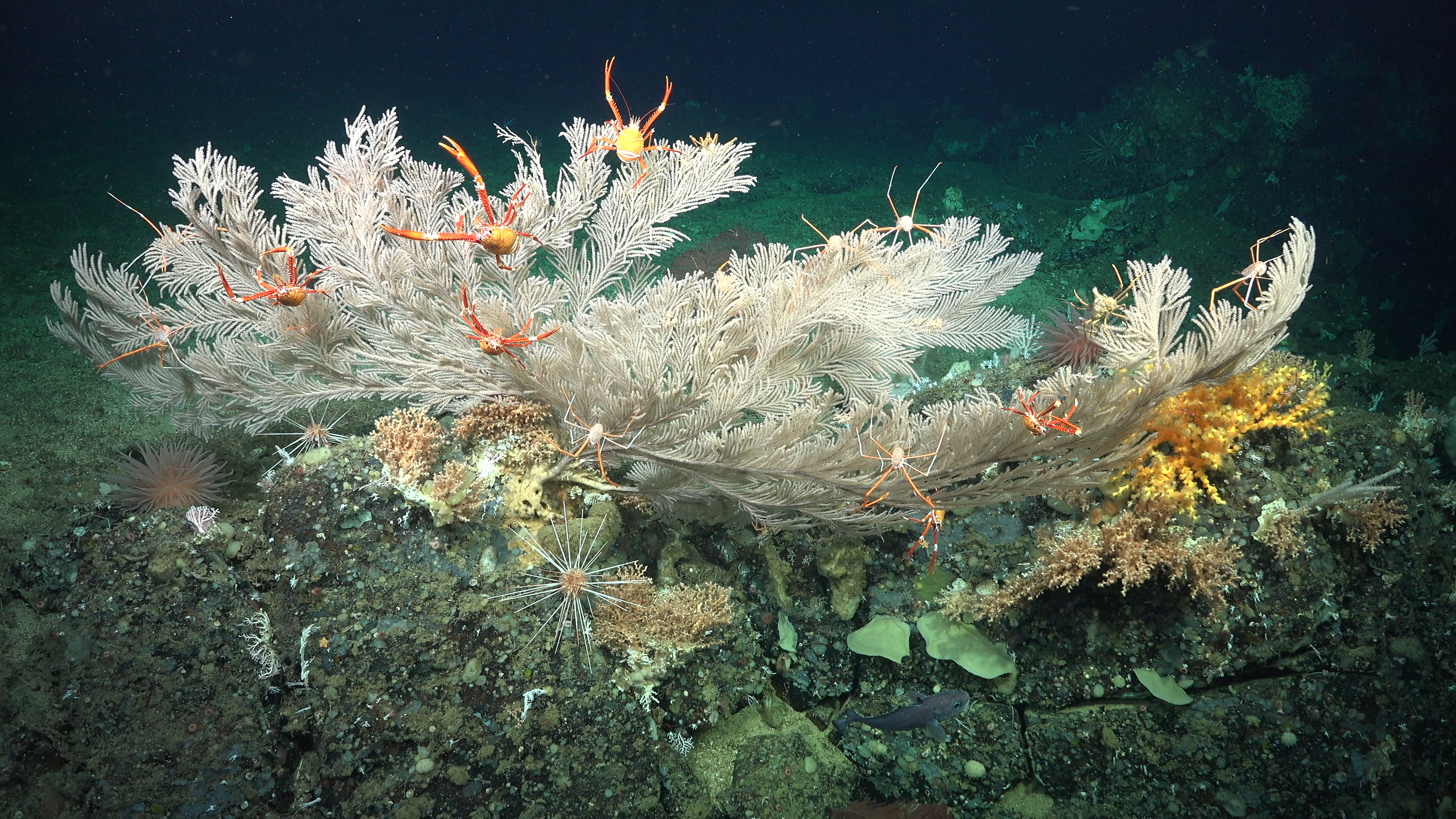 An area of biodiversity on Cacho De Coral, a newly discovered pristine coral reef.