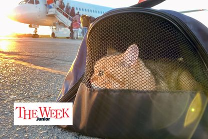 cat in carrier with aeroplane in background