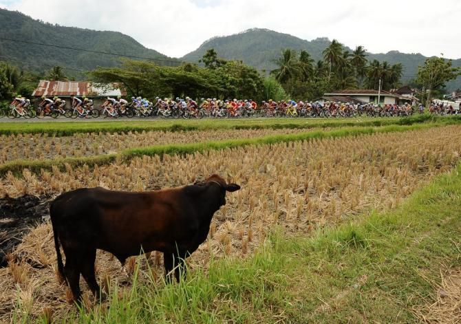 Riders speed past a rice field in Payakumbuh