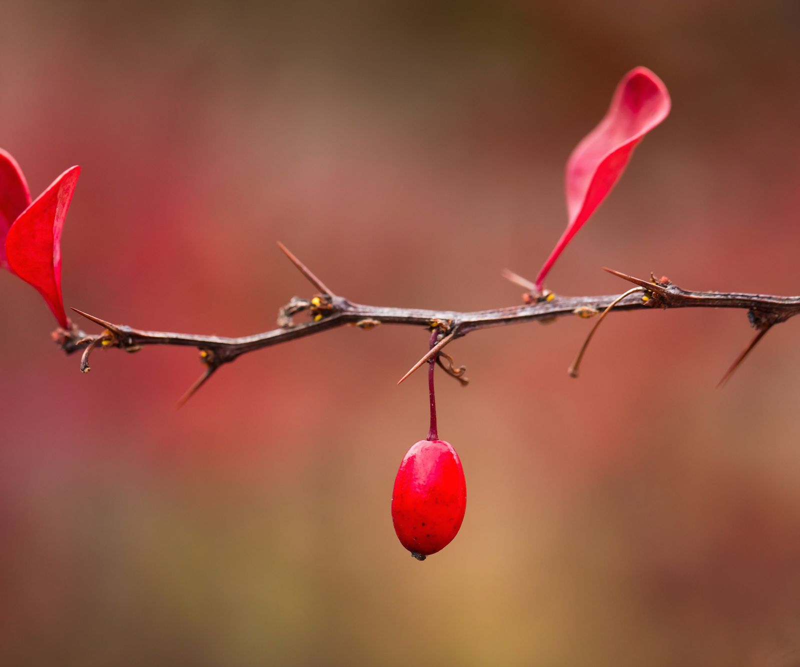 Tips for when and how to prune barberry shrubs | Homes and Gardens