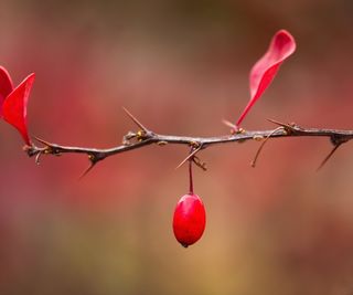 A spikey branch of a barberry with red leaves and berries