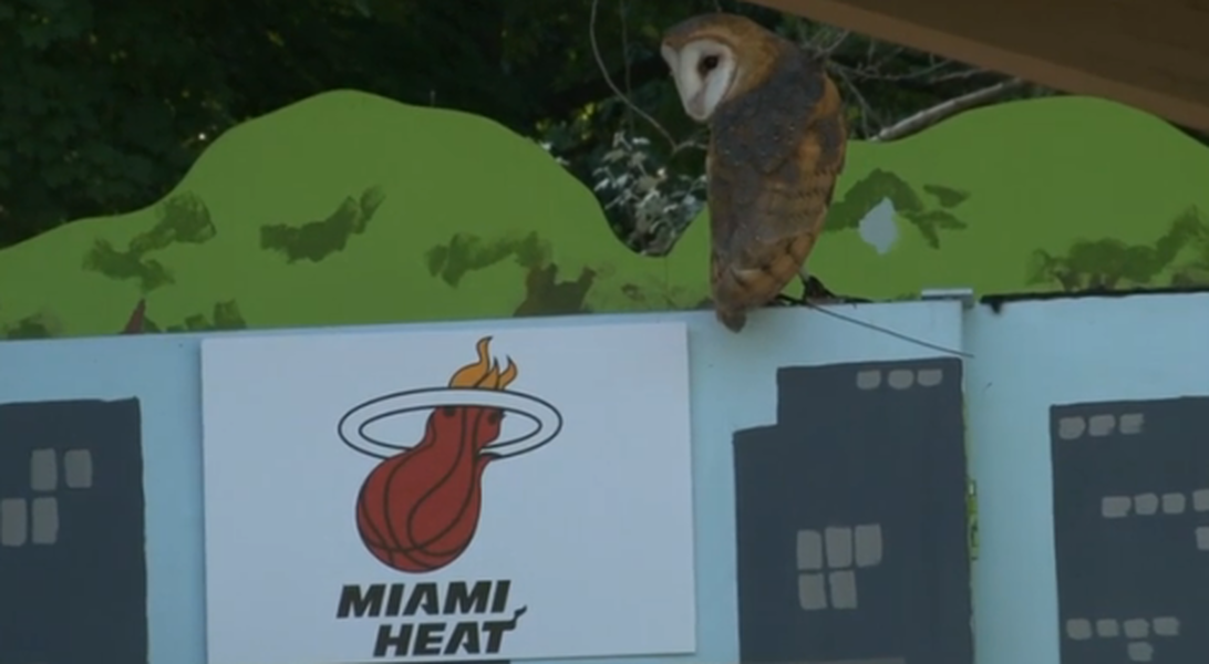 Cleveland zoo lets owl predict LeBron James&amp;#039; destination. Owl promptly picks Miami.