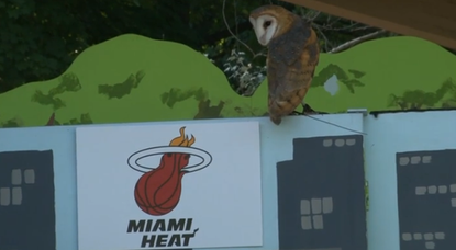 Cleveland zoo lets owl predict LeBron James' destination. Owl promptly picks Miami.