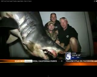 biggest shark in the world ever caught on video