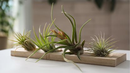 Air plant mistakes